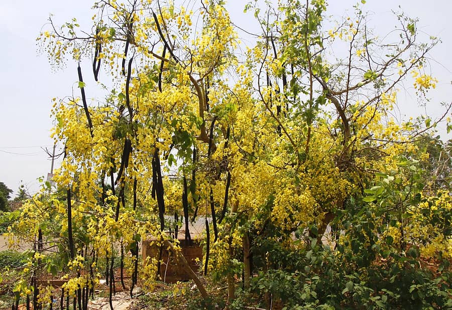ಪಿಂಡಿಪಾಪನಹಳ್ಳಿಯಲ್ಲಿ ಕಕ್ಕೆ ಗಿಡದಲ್ಲಿ ಹೂವಿನ ಸೊಬಗು