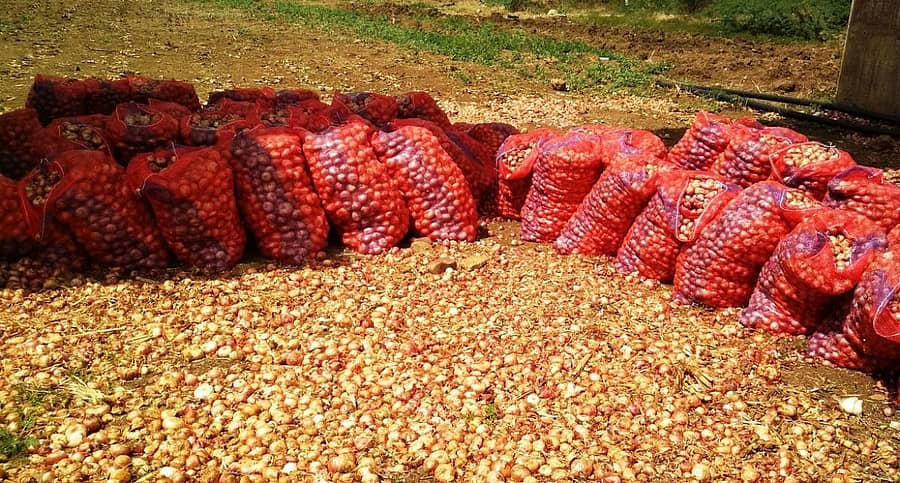 ಹಳ್ಳೂರ ಗ್ರಾಮದಲ್ಲಿ ರೈತರೊಬ್ಬರು ಬೆಳೆದ ಈರುಳ್ಳಿಯನ್ನು ಚೀಲದಲ್ಲಿ ತುಂಬಿ ಹಾಗೆಯೇ ಬಿಟ್ಟಿದ್ದು, ಕೊಳೆತು ನಾರುತ್ತಿವೆ