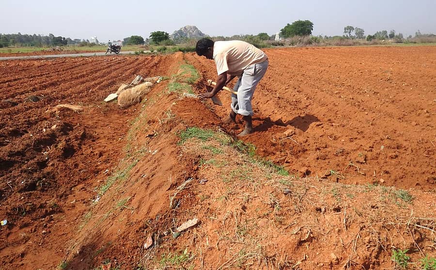 ಹೊಲದ ಬದು ದುರಸ್ತಿಯಲ್ಲಿ ತೊಡಗಿರುವ ರೈತ 
