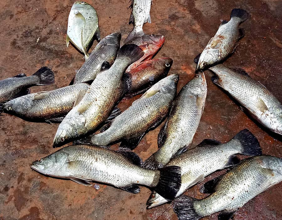 ಕುಮಟಾ ತಾಲ್ಲೂಕಿನ ಅಘನಾಶಿನಿ ನದಿ ಗಜನಿಯಲ್ಲಿ ಹಿಡಿದ ಮೀನು