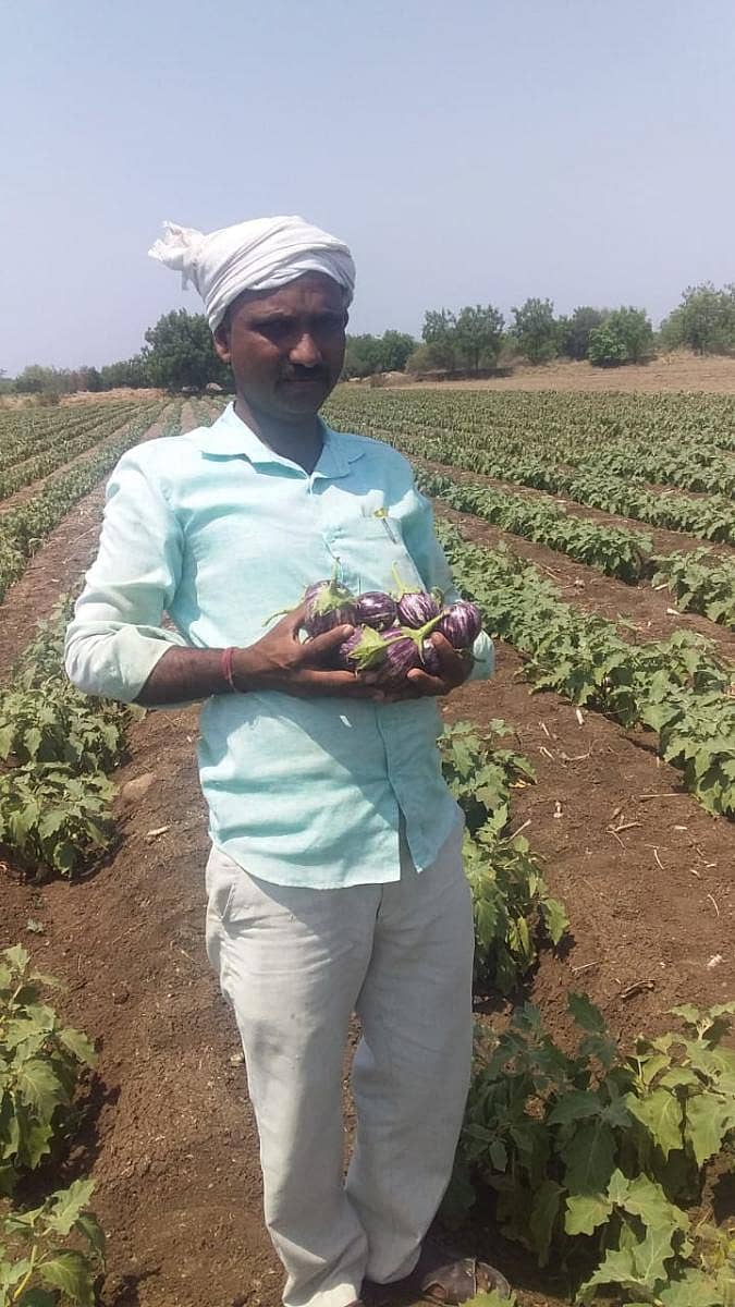 ಗುಂದಗಿ ಗ್ರಾಮದ ಶೋಭಾ ಅಣ್ಣಾರಾವ ಪಾಟೀಲ ಅವರ ಹೊಲದಲ್ಲಿ ಬೆಳೆದ ಬದನೆ