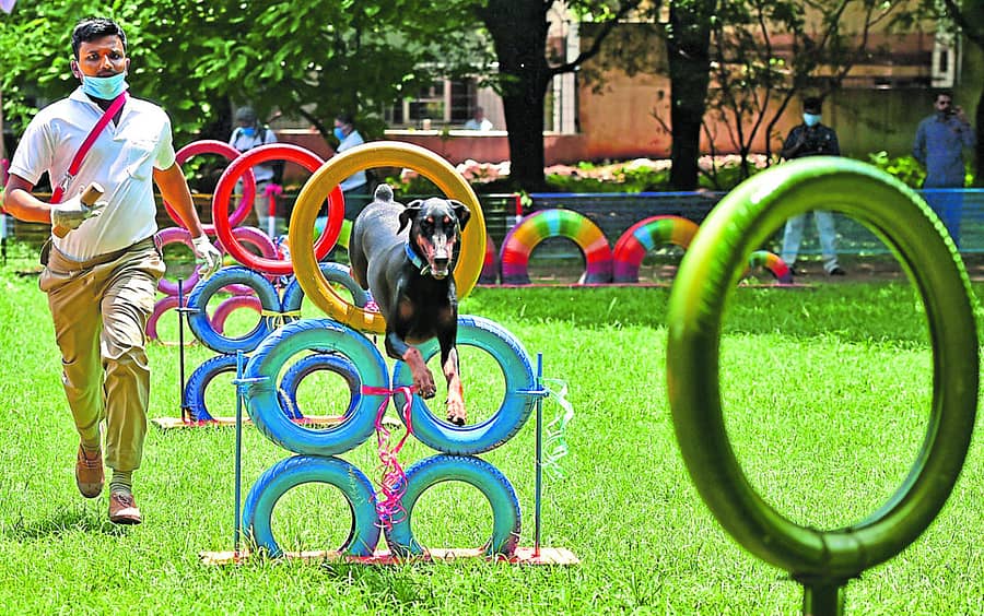 ಶ್ವಾನದಳದ ಆಧುನಿಕ ಉದ್ಯಾನದಲ್ಲಿ ನಡೆದ ಕಾರ್ಯಾಚರಣೆಯ ಪ್ರದರ್ಶನ – ಪ್ರಜಾವಾಣಿ ಚಿತ್ರ/ ರಂಜು ಪಿ -