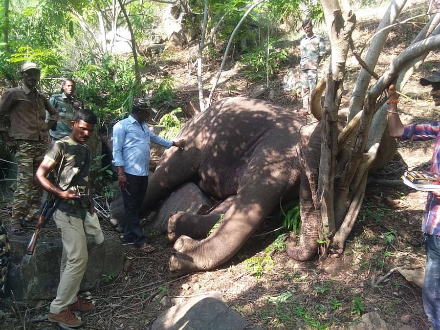 ಆನೆಯ ಮೃತದೇಹವನ್ನು ಸಿಬ್ಬಂದಿ ಪರಿಶೀಲಿಸಿದರು
