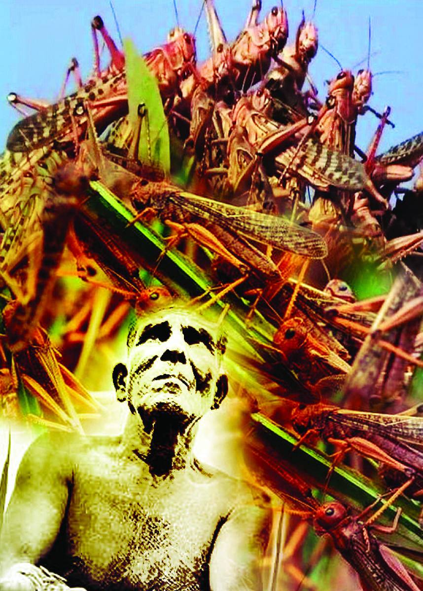 ಮಿಡತೆ ಹಾವಳಿ