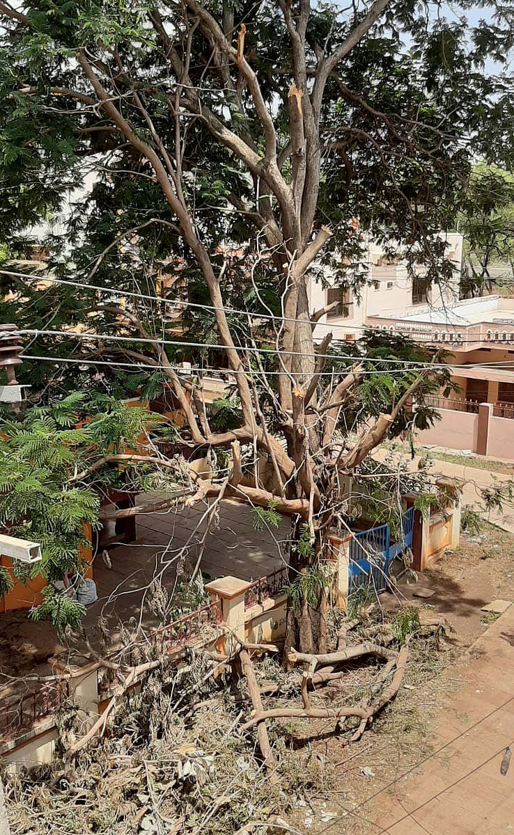 ಬೀದರ್ನ ಜ್ಯೋತಿ ಕಾಲೊನಿಯಲ್ಲಿ ಮರದ ಟೊಂಗೆಗಳನ್ನು ಕಡಿಯಲಾಗಿದೆ