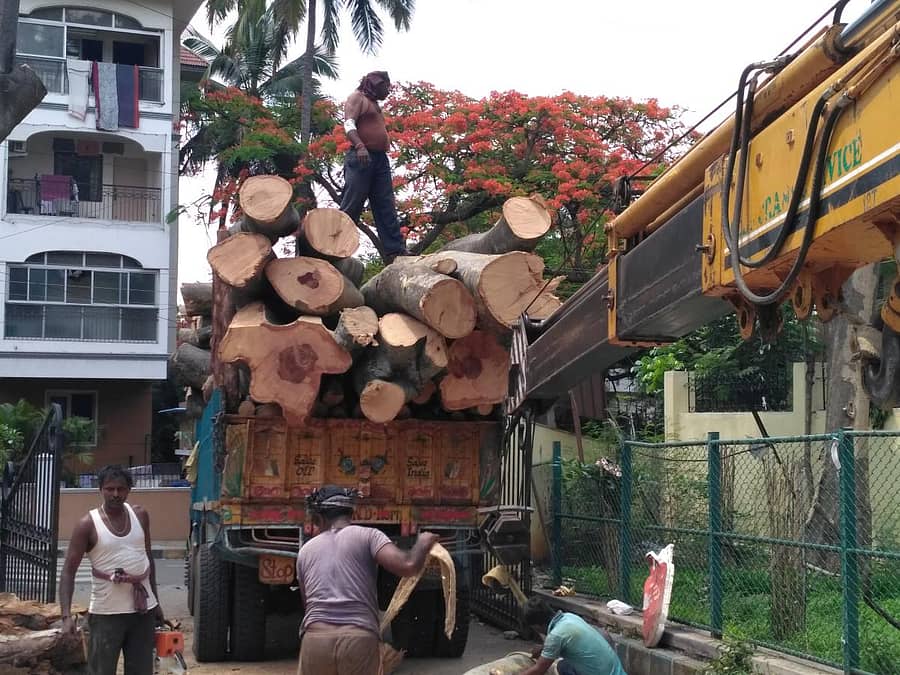 ಮರದ ತುಂಡುಗಳನ್ನು ಲಾರಿಯಲ್ಲಿ ಸಾಗಿಸುತ್ತಿರುವ ಸಿಬ್ಬಂದಿ