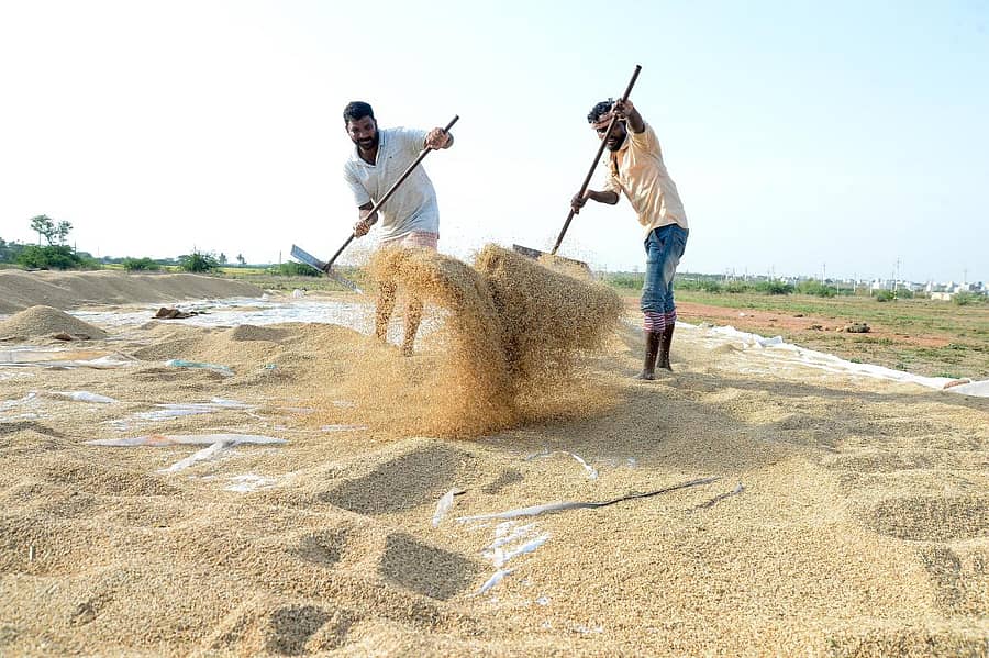 ದಾವಣಗೆರೆಯ ಬಳಿಯ ಕುಂದವಾಡ ಗ್ರಾಮದ ಜಮೀನಿನಲ್ಲಿ ಭತ್ತದ ರಾಶಿ ಮಾಡುವುದರಲ್ಲಿ ನಿರತರಾಗಿರುವ ರೈತರು –ಪ್ರಜಾವಾಣಿ ಚಿತ್ರ/ ಸತೀಶ ಬಡಿಗೇರ್