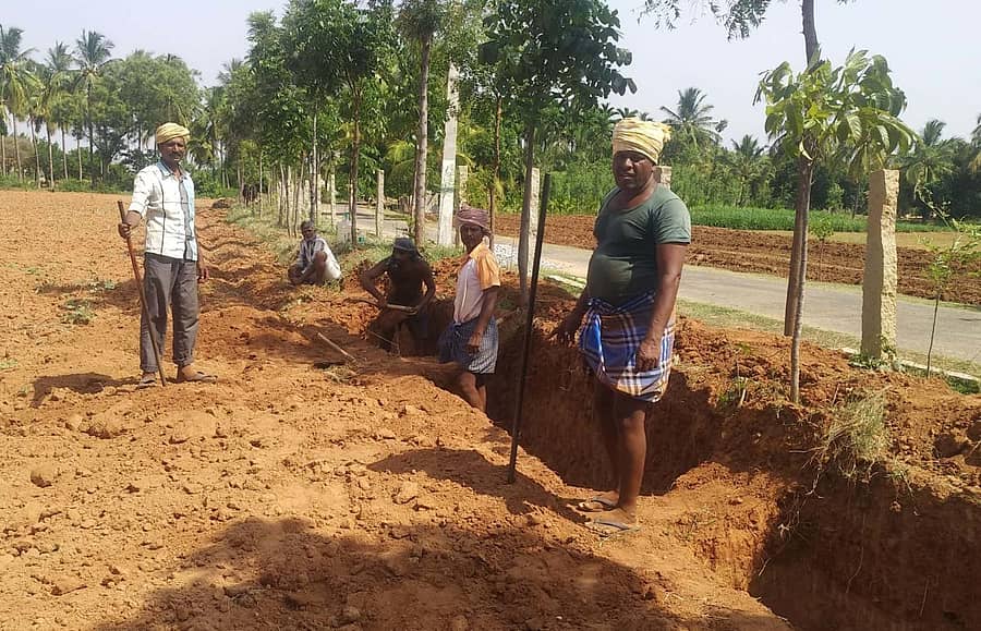 ನರೇಗಾ ಯೋಜನೆಯಡಿ ರೈತರ ಜಮೀನಿನಲ್ಲಿ ಬದುಗಳ ನಿರ್ಮಾಣ