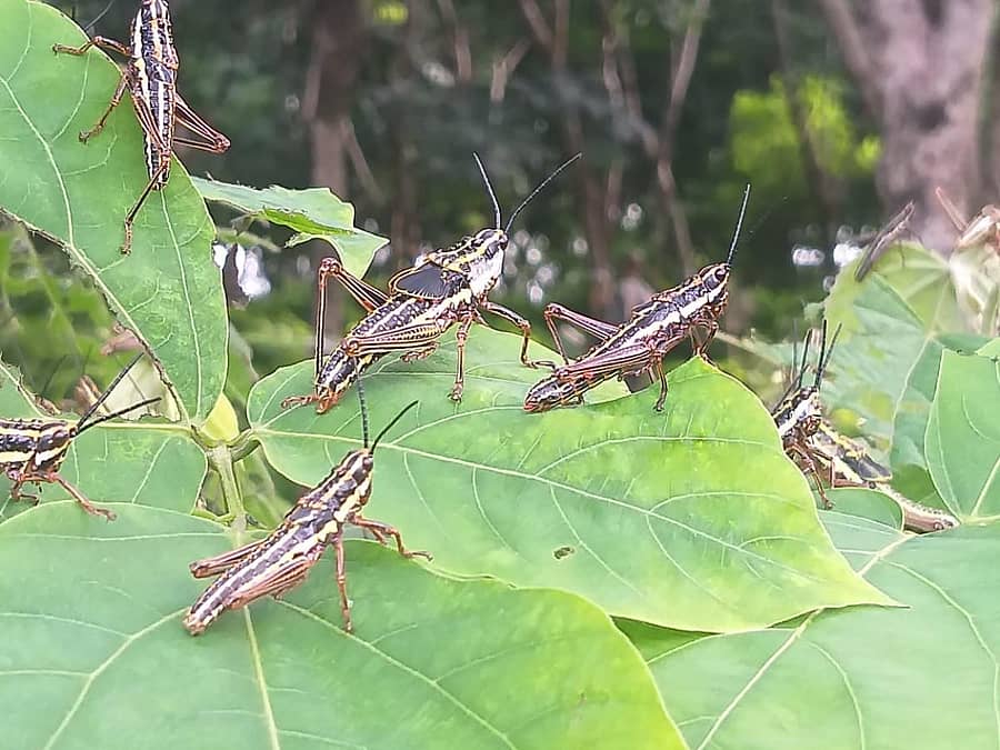 ಕಡಬ ಸಮೀಪ ನೂಜಿಬಾಳ್ತಿಲ ಎಂಬಲ್ಲಿ ತೋಟದಲ್ಲಿ ಕಾಣಿಸಿಕೊಂಡ ಮಿಡತೆ ಹಿಂಡು