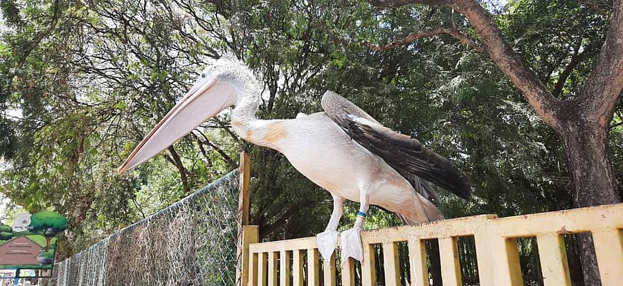 ಕೊಕ್ಕರೆ
