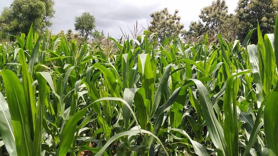 ಎಚ್‌.ಡಿ.ಕೋಟೆ ತಾಲ್ಲೂಕಿನಲ್ಲಿರುವ ಮೆಕ್ಕೆಜೋಳದ ಫಸಲು