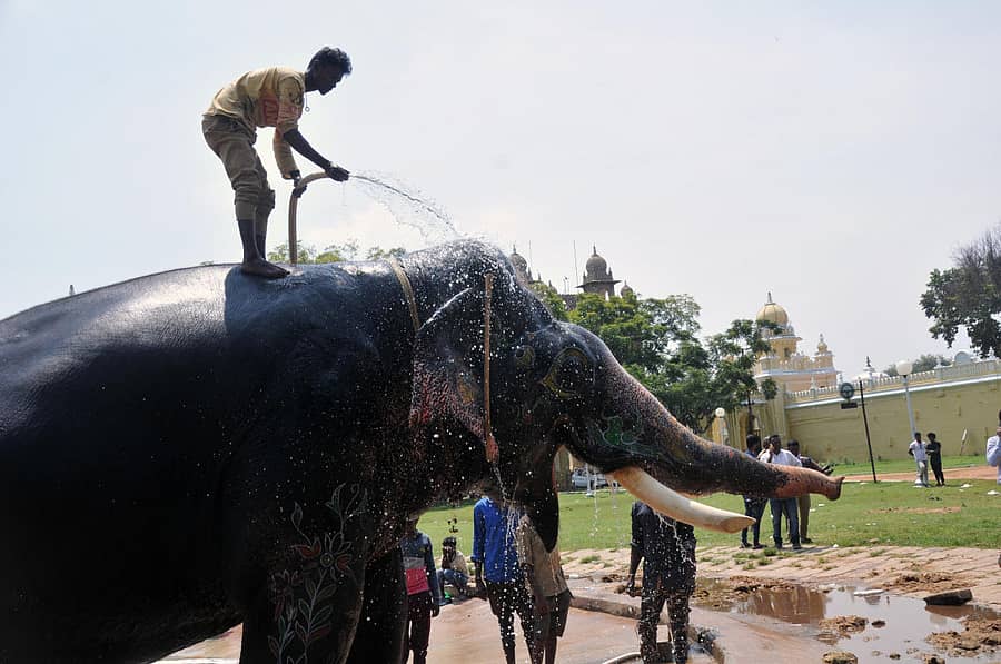 ದಸರಾ ಆನೆಯ ಆರೈಕೆ ಮಾಡುತ್ತಿರುವ ಮಾವುತ