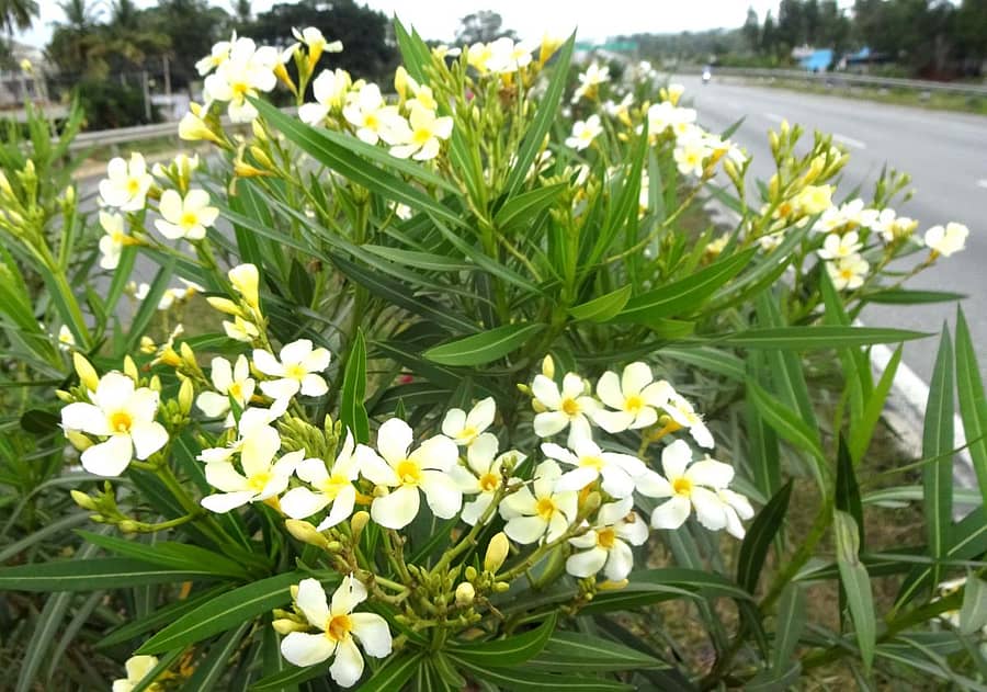 ಬಿಳಿ ಕಣಗಲ ಹೂವು