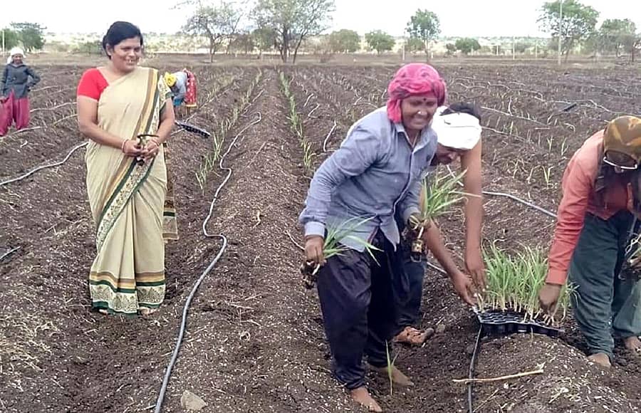 ಬಸವಕಲ್ಯಾಣ ಸಮೀಪದ ತಾಲ್ಲೂಕು ಕೇಂದ್ರ ಹುಲಸೂರ ವ್ಯಾಪ್ತಿಯ ಹೊಲವೊಂದರಲ್ಲಿ ರೈತ ಮಹಿಳೆಯರು ಬೆಳೆ ನಾಟಿ ಮಾಡುತ್ತಿರುವುದು
