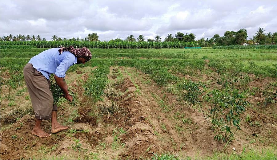 ಎಚ್.ಡಿ.ಕೋಟೆ ತಾಲ್ಲೂಕಿನ ಎಚ್.ಮಟಕೆರೆ ಗ್ರಾಮದ ಸಿದ್ದೇಗೌಡರು ತಮ್ಮ ಜಮೀನಿನಲ್ಲಿ ಬೆಳೆದಿರುವ ಮೆಣಸಿನ ಗಿಡವನ್ನು ಕೀಳುತ್ತಿರುವುದು.