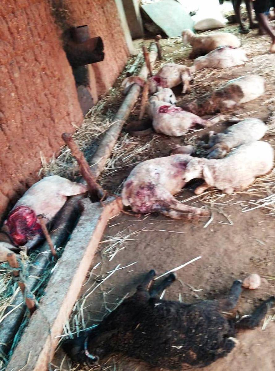 ಹನಗೋಡು ಹೋಬಳಿಯ ಕಣಗಾಲಿನಲ್ಲಿ ಬೀದಿನಾಯಿಗಳ ದಾಳಿಗೆ ಬಲಿಯಾದ ಕುರಿಹಿಂಡು