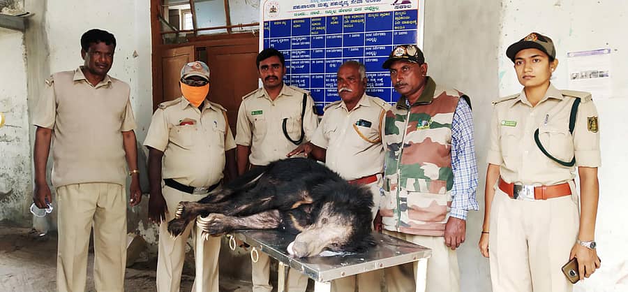 ಮೃತಪಟ್ಟ ಕರಡಿ. ಅರಣ್ಯ ಇಲಾಖೆ ಸಿಬ್ಬಂದಿ ಪರಿಶೀಲಿಸಿದರು