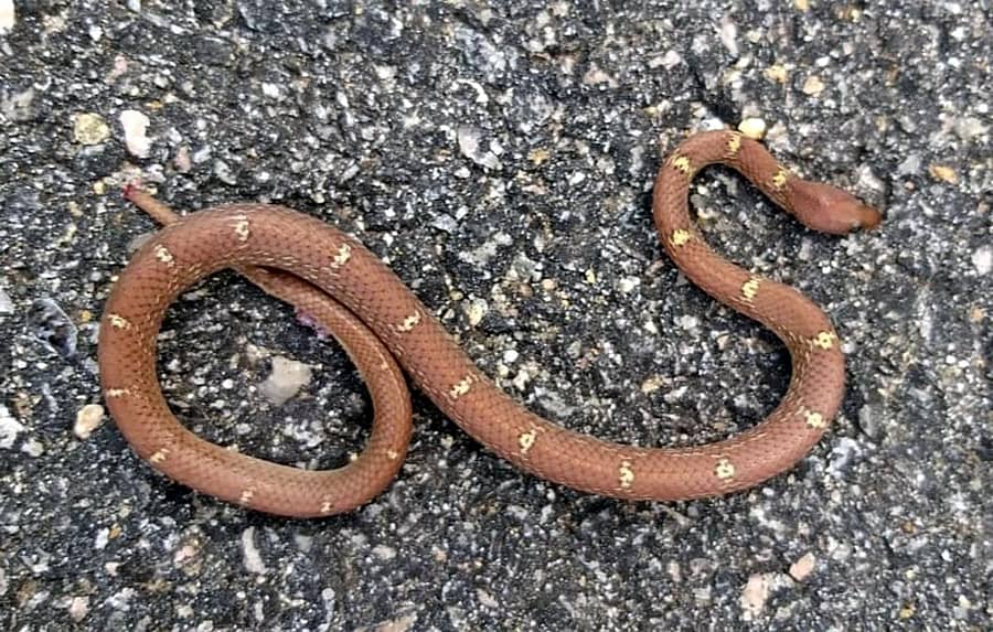  ಸಿಂಕ್‌ನಲ್ಲಿ ಬಂದು ಕೂತಿದ್ದ ಕಟ್ಟುತೋಳ ಹಾವು