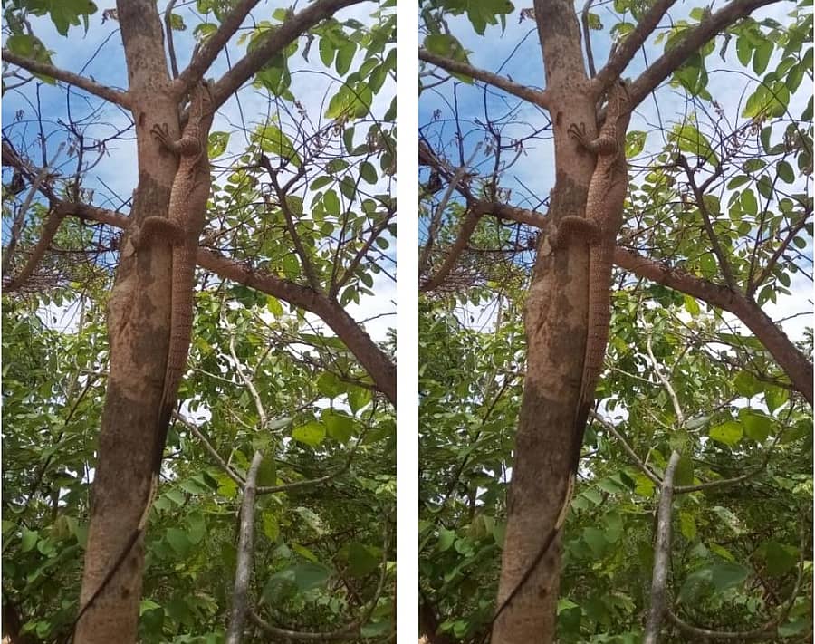 ಜಗಳೂರು ತಾಲ್ಲೂಕಿನ ಕೊಂಡುಕುರಿ ವನ್ಯಧಾಮ ಪ್ರದೇಶದಲ್ಲಿ ಕಾಣಿಸಿಕೊಂಡ ದೈತ್ಯ ಉಡ