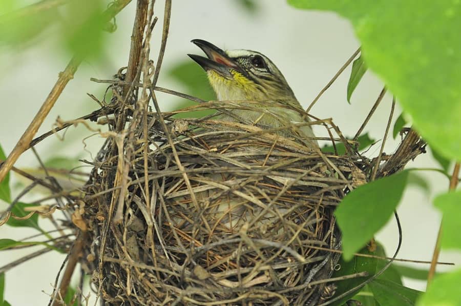 ಮಾಗನೂರು ಕಾಲೊನಿಯಲ್ಲಿರುವ ಎಂ.ವಿ.ಕೃಷ್ಣ ಅವರ ತೋಟದಲ್ಲಿ ಗೂಡು ಕಟ್ಟುತ್ತಿರುರುವ ಬಿಳಿ ಉಬ್ಬಿನ ಪಿಕಳಾರ