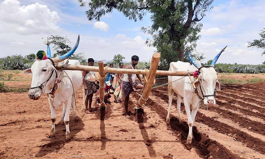 ಕನಕಗಿರಿ ಸಮೀಪದ ಬಸರಿಹಾಳ ಗ್ರಾಮದ ರೈತ ಅಶೋಕ ಅವರು ಗುರುವಾರ ಬಿತ್ತನೆ ಮಾಡುತ್ತಿರುವುದು ಕಂಡು ಬಂತು