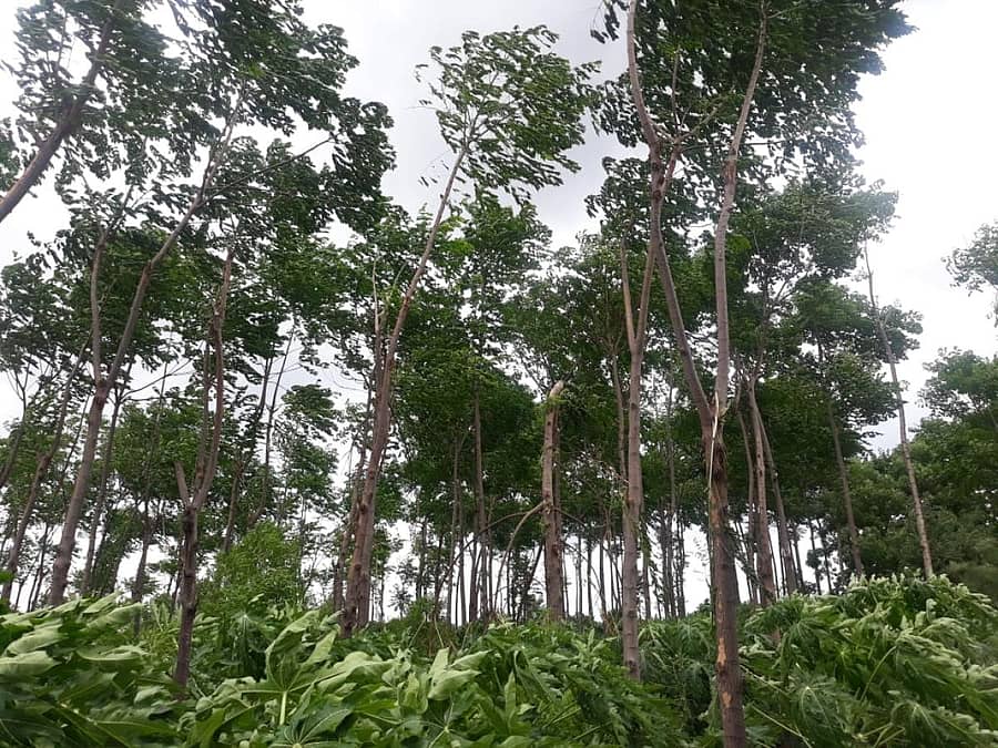 ಬೀದರ್ ಜಿಲ್ಲೆ ಕಮಲನಗರ ತಾಲ್ಲೂಕಿನ ಅಕನಾಪುರ ಶಿವಾರದಲ್ಲಿ ಬೆಳೆಸಲಾದ ಮರಗಳು