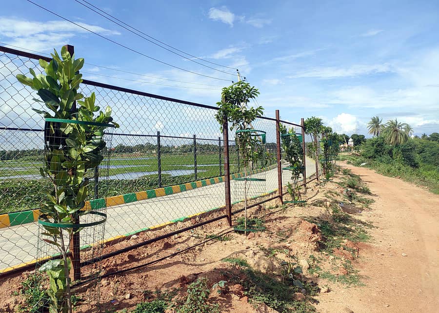 ನಾಗರಕೆರೆ ಏರಿಯ ಮೇಲೆ ಏಸ್ಸಿಲಾರ್‌ ಕಂಪನಿ ವತಿಯಿಂದ 8 ತಿಂಗಳ ಹಿಂದೆಯಷ್ಟೇ ನಾಡಿ ಮಾಡಲಾದ ಸಸಿಗಳು