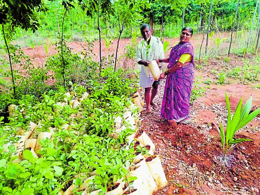 ಸಸಿಗಳ ಜತೆ ಶಿವಣ್ಣ ದಂಪತಿ