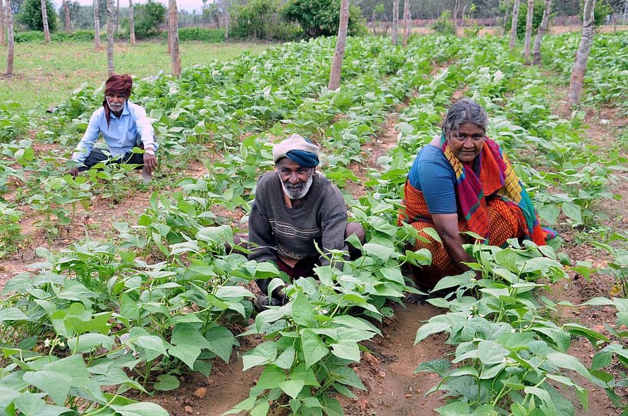 ಮಳೆ ನೀರು ಸಂಗ್ರಹ ಘಟಕದ ನೀರಿನಲ್ಲಿ ಬೆಳೆದಿರುವ ಬೀನ್ಸ್ ಗಿಡ. –ಪ್ರಜಾವಾಣಿ ಚಿತ್ರ ಎ.ಎನ್.ಮೂರ್ತಿ