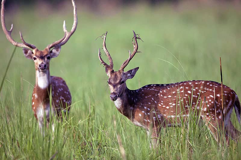 ಕಾರ್ಬೆಟ್ ರಾಷ್ಟ್ರೀಯ ವನ್ಯಜೀವಿ ಉದ್ಯಾನದಲ್ಲಿ ಕಂಡು ಬಂದ ಜಿಂಕೆ