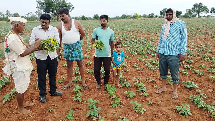 ಹನುಮಸಾಗರ ಭಾಗದಲ್ಲಿ ಹೆಸರು ಬೆಳೆಗೆ ನಂಜಾಣು ರೋಗ ಆವರಿಸಿದ್ದು ನಿಯಂತ್ರಣ ಕ್ರಮ ಅನುಸಿರಿಸುವುದಕ್ಕಾಗಿ ಕೃಷಿ ಅಧಿಕಾರಿ ಪ್ರಕಾಶ ತಾರಿವಾಳ ಶುಕ್ರವಾರ ಮಡಿಕ್ಕೇರಿ ಗ್ರಾಮದ ರೈತರಿಗೆ ಮಾಹಿತಿ ನೀಡಿದರು