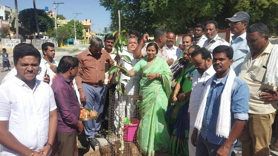 ಬೇತಮಂಗಲ ಹಳೆ ಬಡಾವಣೆಯ ವಿಜೇಂದ್ರ ಸ್ವಾಮಿ ದೇವಾಲಯದ ಮುಂಭಾಗದಲ್ಲಿ ಶಾಸಕಿ ಎಂ.ರೂಪಕಲಾ ಗಿಡ ನಾಟಿ ಮಾಡಿದರು