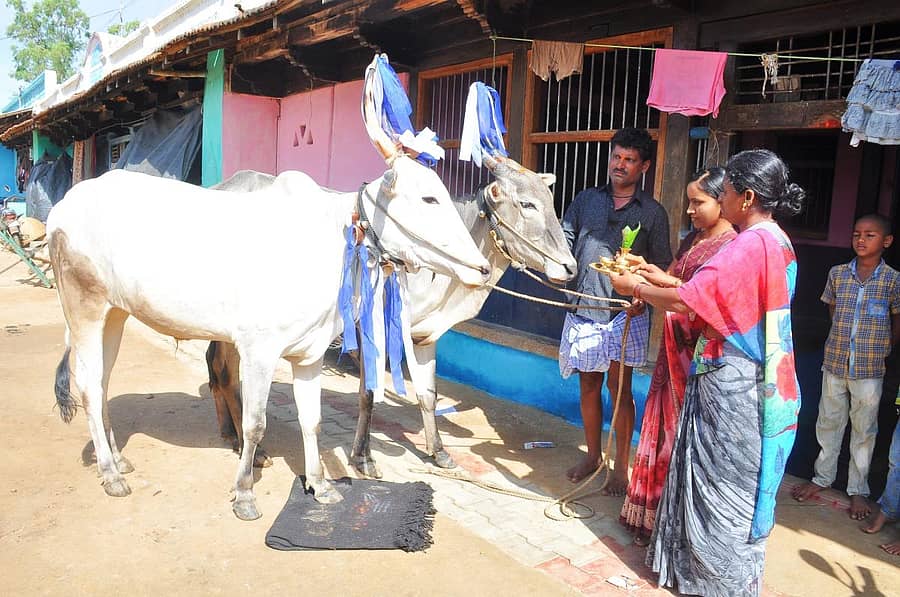 ಕಾರ ಹುಣ್ಣಿಮೆ ಪ್ರಯುಕ್ತ ಹಾವೇರಿ ತಾಲ್ಲೂಕಿನ ನಾಗನೂರಿನಲ್ಲಿ ಎತ್ತುಗಳಿಗೆ ಪೂಜೆ ಸಲ್ಲಿಸಲಾಯಿತು
