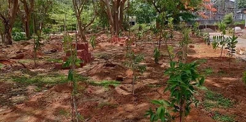 ಜೀತ್ ಅವರು ಸ್ಮಶಾನದಲ್ಲಿ ನೆಟ್ಟ ಗಿಡಗಳು