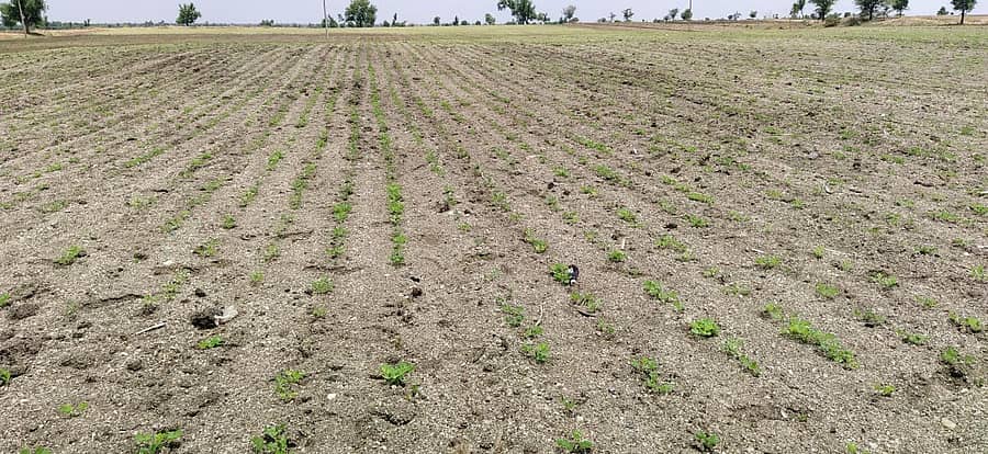 ಕುಕನೂರು ತಾಲ್ಲೂಕಿನ ಬಿನ್ನಾಳ ಗ್ರಾಮದ ಹೊಲದಲ್ಲಿ ಮಳೆಯಿಲ್ಲದೇ ಬಾಡುತ್ತಿರುವ ಹೆಸರು ಬೆಳೆ