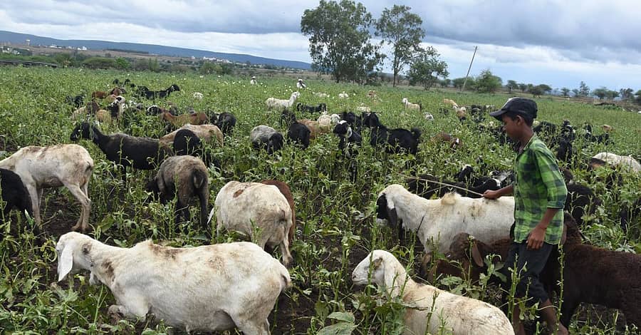 ಬೆಳಗಾವಿ ಸಮೀಪದ ಹಾಲಗಾ ಬಳಿ ಬೆಳೆದುನಿಂತಿದ್ದ ಬೆಂಡೆಕಾಯಿಯನ್ನು ಕುರಿ ಮೇಯಿಸಲು ಬಿಟ್ಟಿದ್ದರುಚಿತ್ರ– ಏಕನಾಥ ಅಗಸಿಮನಿ