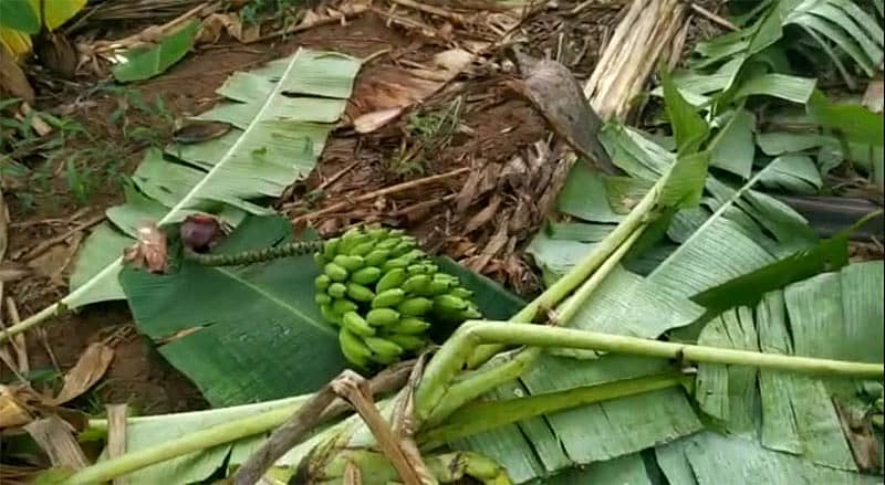 ರಾಮನಗರದಲ್ಲಿ ದುಷ್ಕರ್ಮಿಗಳಿಂದ ಬಾಳೆ ಬೆಳೆ ನಾಶ
