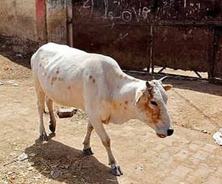 ಸ್ಫೋಟಕದಿಂದ ಗಾಯಗೊಂಡಿದೆ ಎನ್ನಲಾದ ಹಸುವಿನ ಚಿತ್ರ