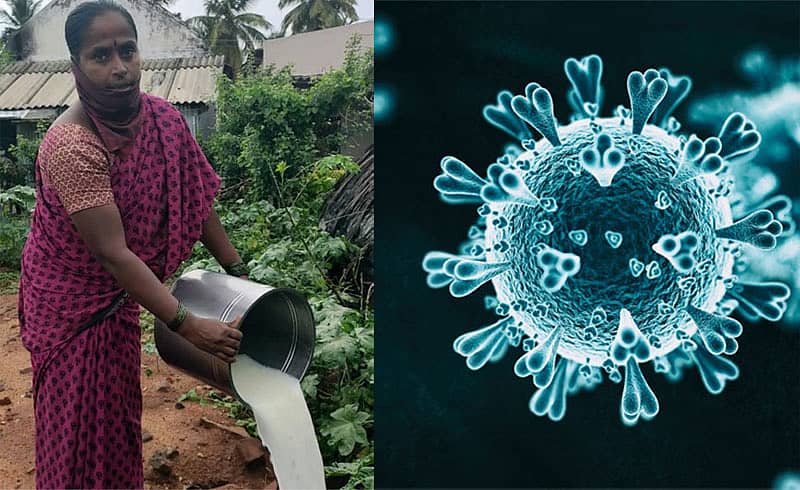 ಚನ್ನಪಟ್ಟಣ ತಾಲ್ಲೂಕಿನ ಶ್ಯಾನುಭೋಗನಹಳ್ಳಿಯಲ್ಲಿ ಮಹಿಳೆಯೊಬ್ಬರು ಹಾಲನ್ನು ಗಿಡಗಳಿಗೆ ಸುರಿಯುತ್ತಿರುವುದು