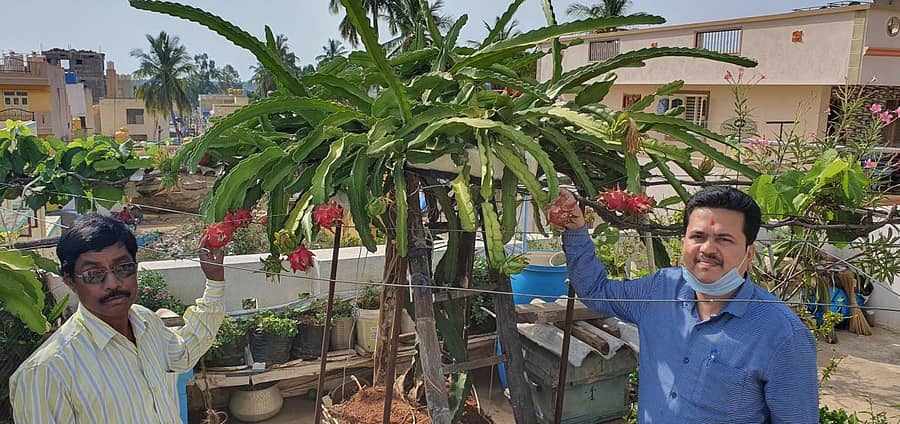 ಕೋಲಾರದ ಕನಕನಪಾಳ್ಯ ನಿವಾಸಿ ಶಿವಣ್ಣ ತಮ್ಮ ಮನೆಯ ತಾರಸಿ ತೋಟದಲ್ಲಿ ಬೆಳೆದಿರುವ ಡ್ರಾಗನ್ ಹಣ್ಣು ತೋರಿಸುತ್ತಿರುವುದು.