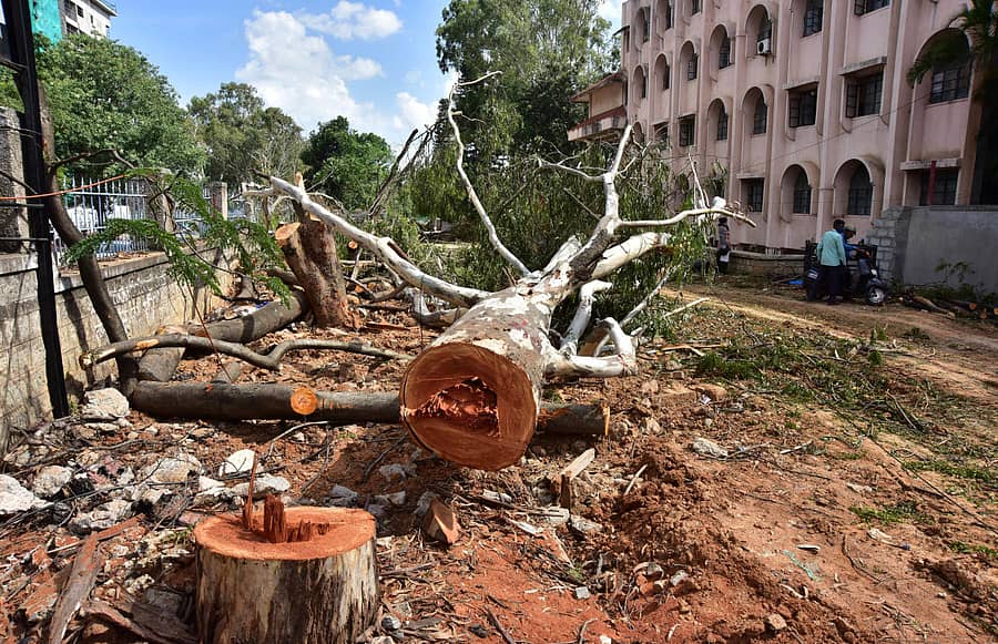 ಬನ್ನೇರುಘಟ್ಟ ರಸ್ತೆಯ ಡೇರಿ ವೃತ್ತದ ಬಳಿ ‘ನಮ್ಮ ಮೆಟ್ರೊ’ ಕಾಮಗಾರಿಗಾಗಿ ಮರಗಳನ್ನು ಕಡಿದುರುಳಿಸಿರುವುದು ಪ್ರಜಾವಾಣಿ ಚಿತ್ರ/ಇರ್ಷಾದ್ ಮಹಮ್ಮದ್