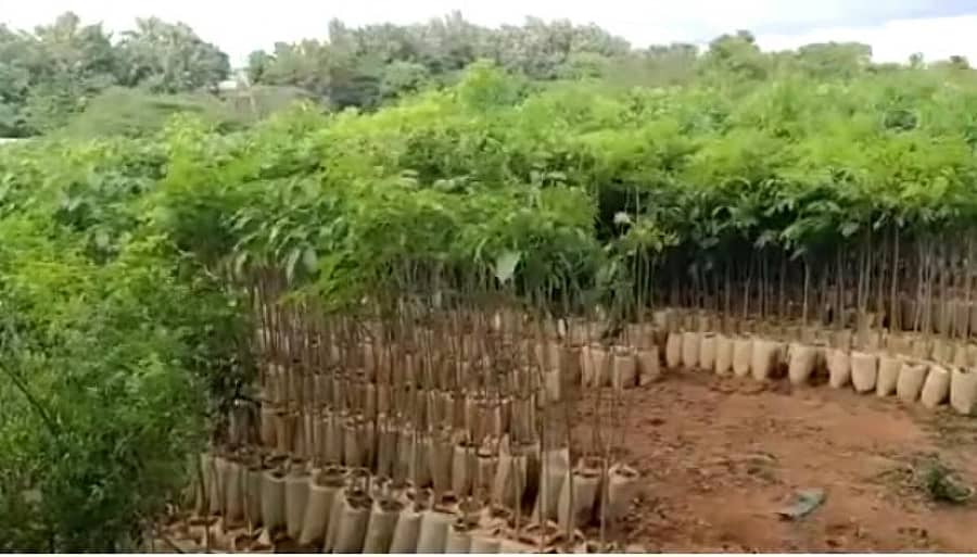 ಬಿಬಿಎಂಪಿ ನರ್ಸರಿಯಲ್ಲಿ ಬೆಳೆಸಲಾದ ರೋಸ್‌, ಮಹಾಘನಿ ದೇಶಿ ಸಸಿಗಳು 