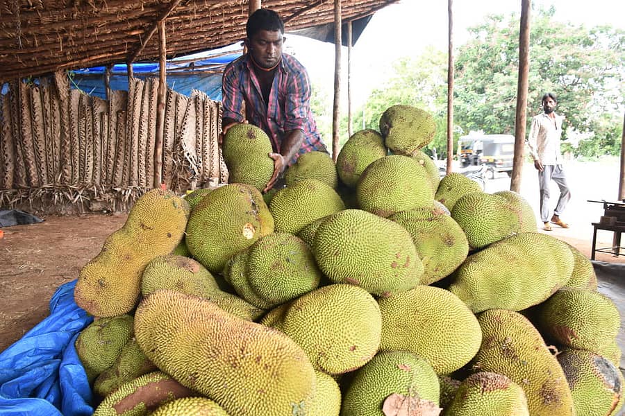 ಮೈಸೂರಿನ ಬನ್ನೂರು ಮುಖ್ಯ ರಸ್ತೆ ಬದಿ ಹಲಸಿನ ಹಣ್ಣಿನ ರಾಶಿ