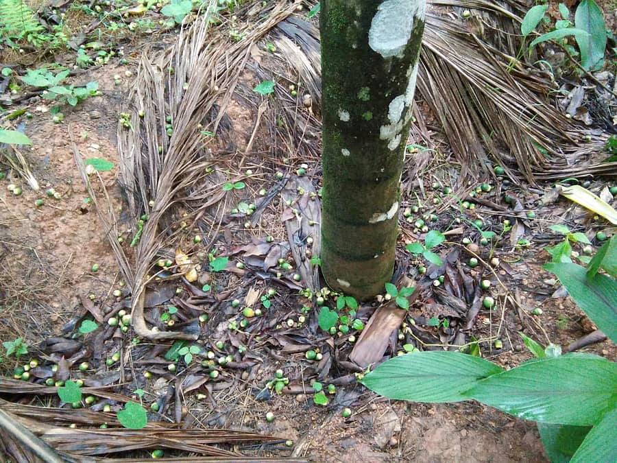 ಸಿದ್ದಾಪುರ ತಾಲ್ಲೂಕಿನ ಅಡಿಕೆ ತೋಟವೊಂದರಲ್ಲಿ ಮಂಗಗಳು ತಿಂದ ಅಡಿಕೆ ಮಿಳ್ಳೆಗಳು