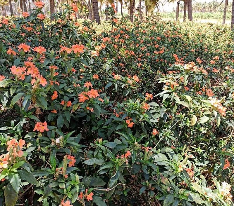 ಸಾಂದರ್ಭಿಕ ಚಿತ್ರ