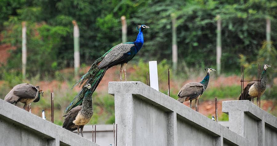 ನವಿಲುಗಳು  ಚಿತ್ರಗಳು: ತಾಜುದ್ದೀನ್‌ ಆಜಾದ್‌