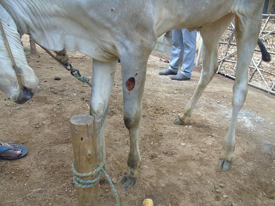 ಚರ್ಮದ ಗಂತಿಗಳಲ್ಲಿ ರಂಧ್ರವಾಗಿರುವುದು