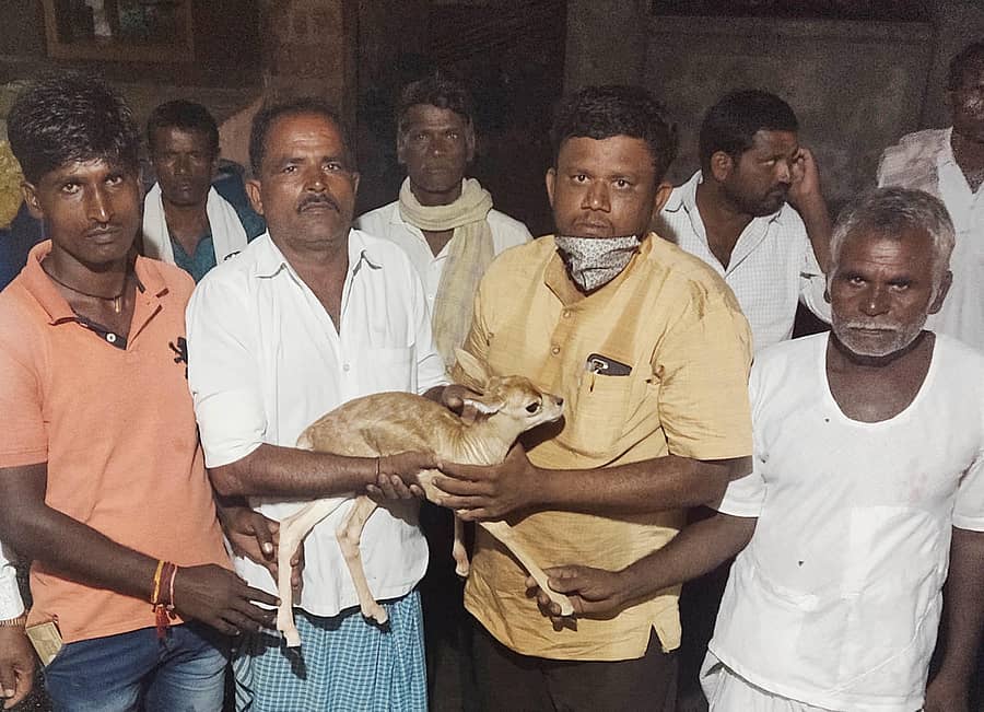 ಔರಾದ್ ತಾಲ್ಲೂಕಿನ ನಾಗೂರದಲ್ಲಿ ನಾಯಿ ಹಿಂಡಿನಿಂದ ರಕ್ಷಿಸಿದ ಜಿಂಕೆಮರಿಯನ್ನು ಅರಣ್ಯ ಇಲಾಖೆ ಸಿಬ್ಬಂದಿಗೆ ಒಪ್ಪಿಸಲಾಯಿತು