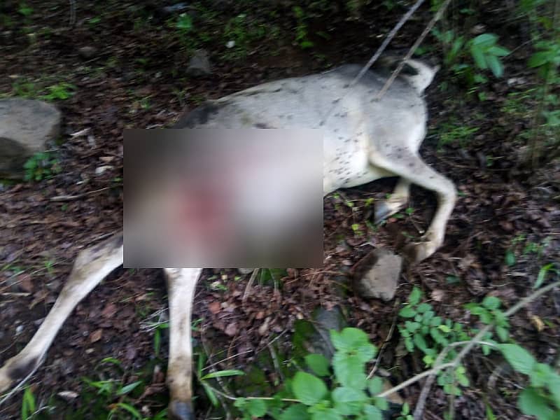 ಹಸುವನ್ನು ಕೊಂದು ಅದರ ರಕ್ತ ಹೀರಿಹೋಗಿರುವ ಚಿರತೆ