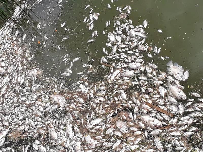 ಆನೇಕಲ್ ತಾಲ್ಲೂಕಿನ ಕೋನಸಂದ್ರ ಕೆರೆಗೆ ಕೈಗಾರಿಕೆಗಳ ರಾಸಾಯನಿಕ ತ್ಯಾಜ್ಯ ನೀರು ಹರಿದ ಪರಿಣಾಮವಾಗಿ ಸಾವಿರಾರು ಮೀನುಗಳು ಸತ್ತಿವೆ